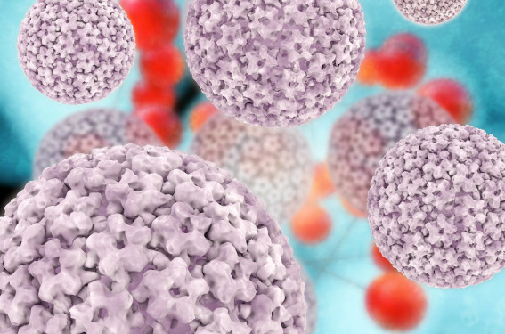 HPV et lésions intraépithéliales de bas grade HPV et lésions intraépithéliales de bas grade